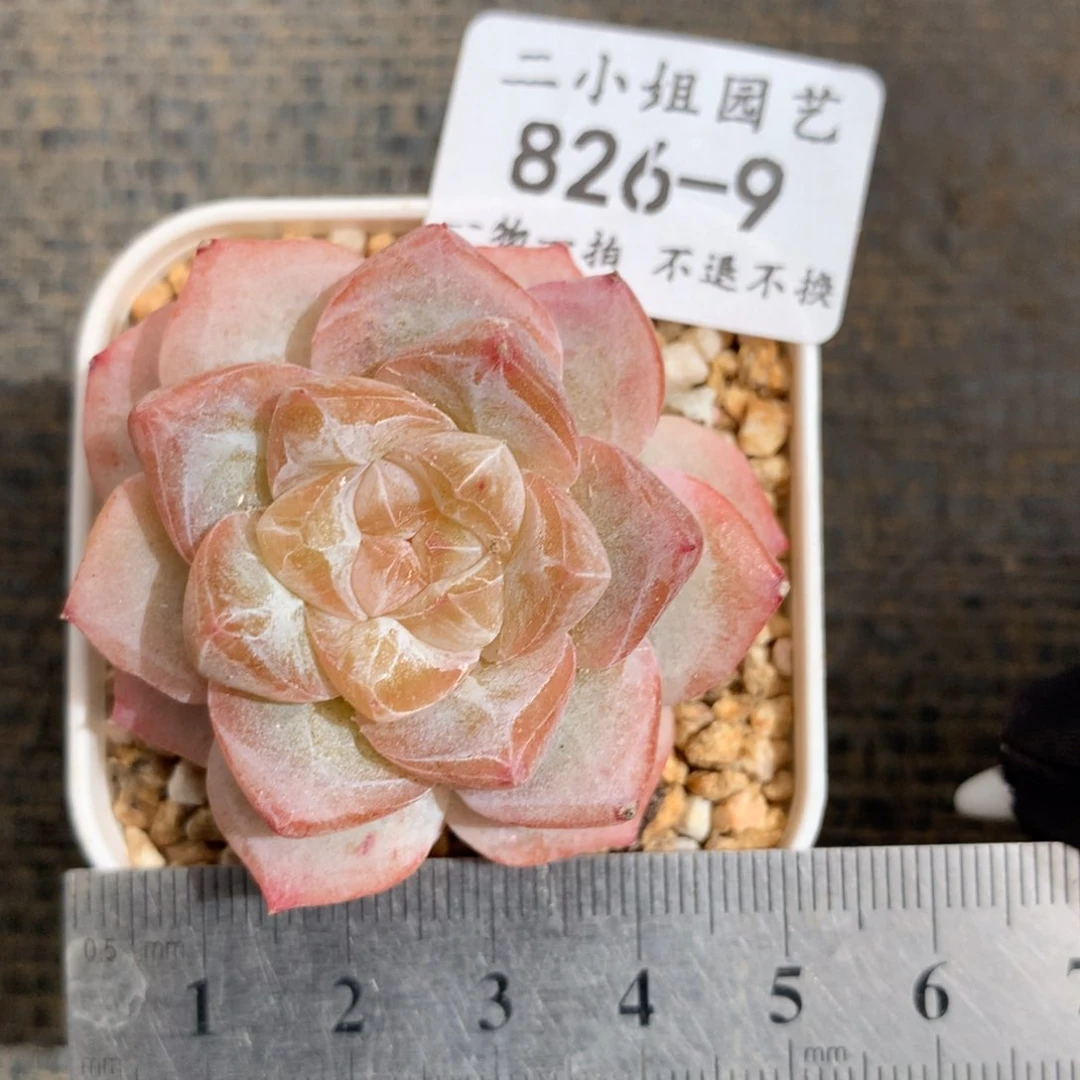 9。粉钻。可带盆土。