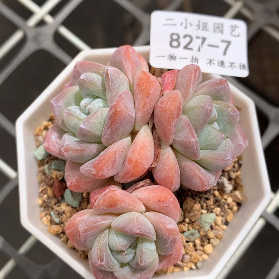 冰透冰玉。    白体高峰6.5