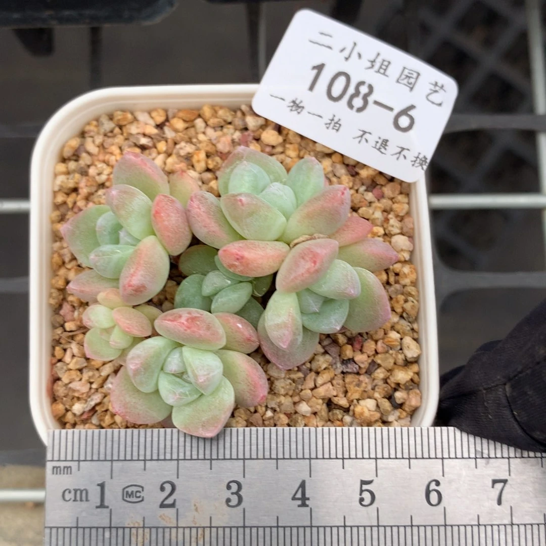 6。新粉首单送肉。黄体小脸冰玉群 5cm冠服