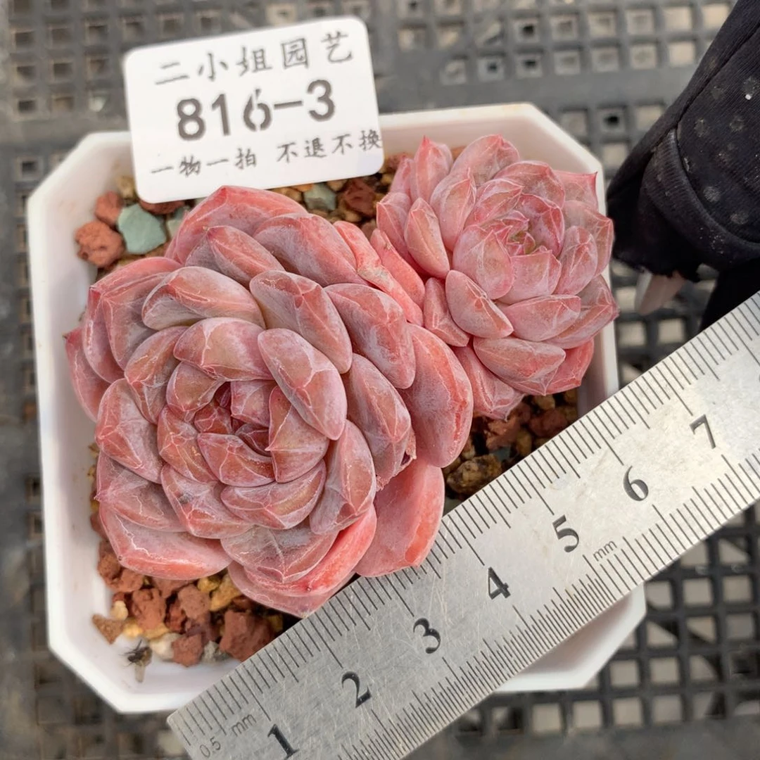 3。粉魄。飘枝。