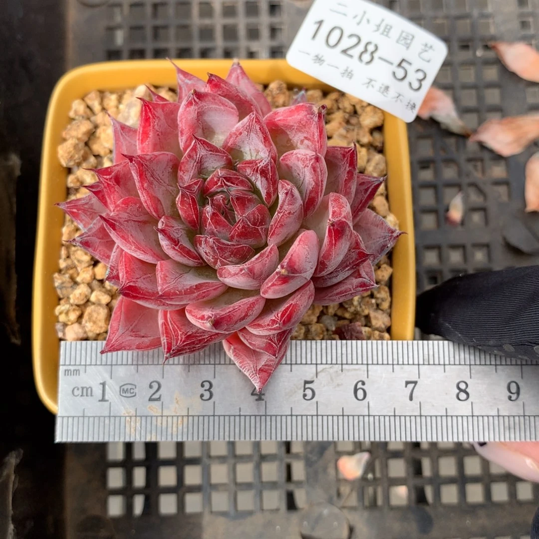 P*Z53。黑天鹅。一物一拍。