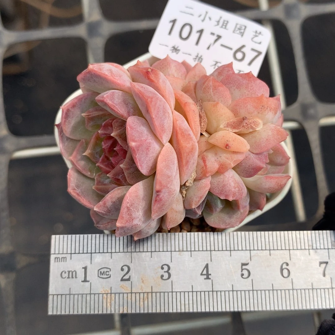 67。梦幻泡影。五头朵缀。