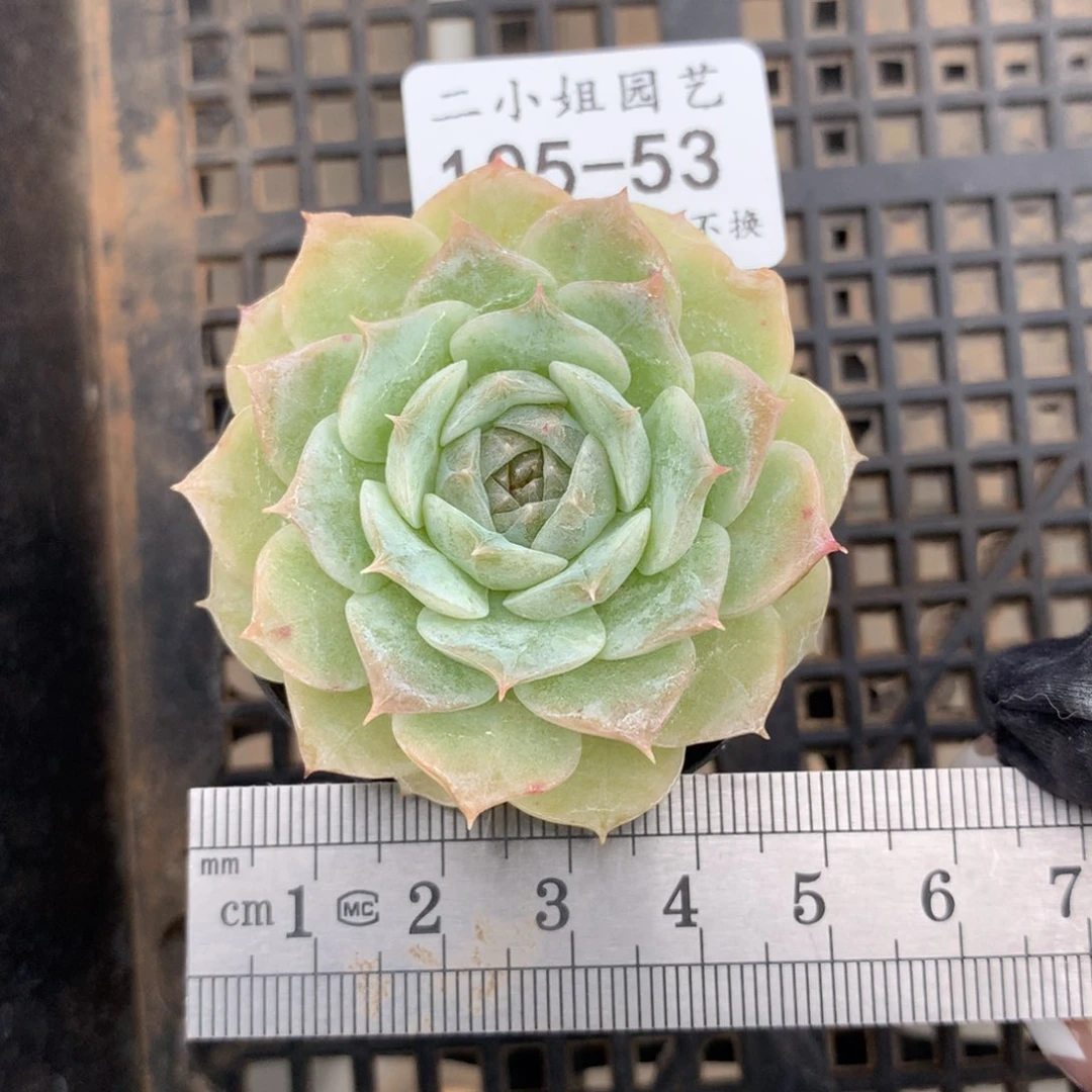 53。纯爱。  一物一拍。