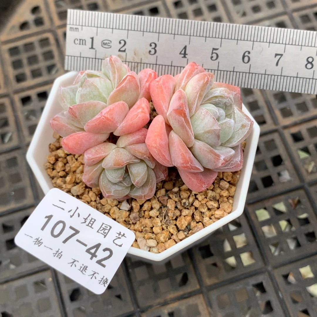 42。三头白体糖心冰玉。