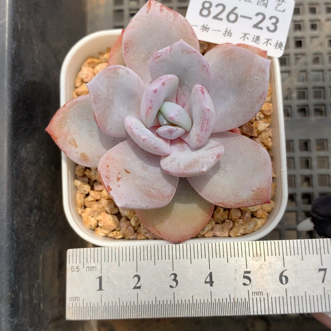 呀*23。奶茶。新粉首单送肉。
