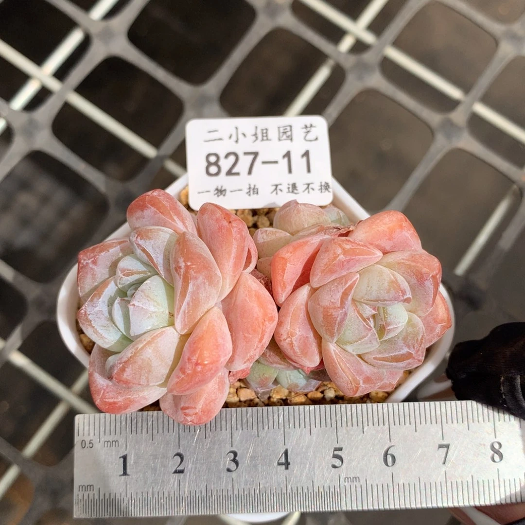 11 四头粉体冰玉。可带盆土。