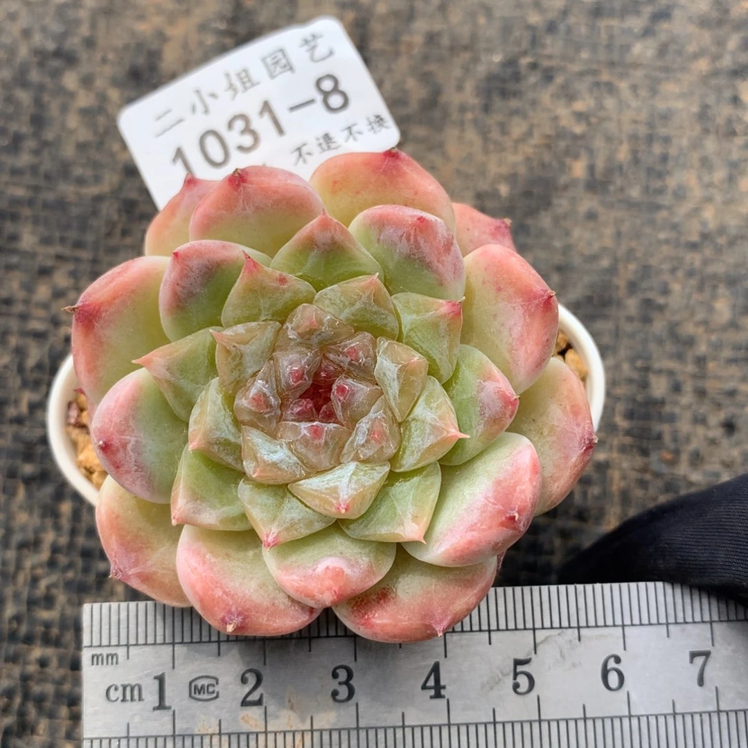 8。秘境冰魄。一物一拍。