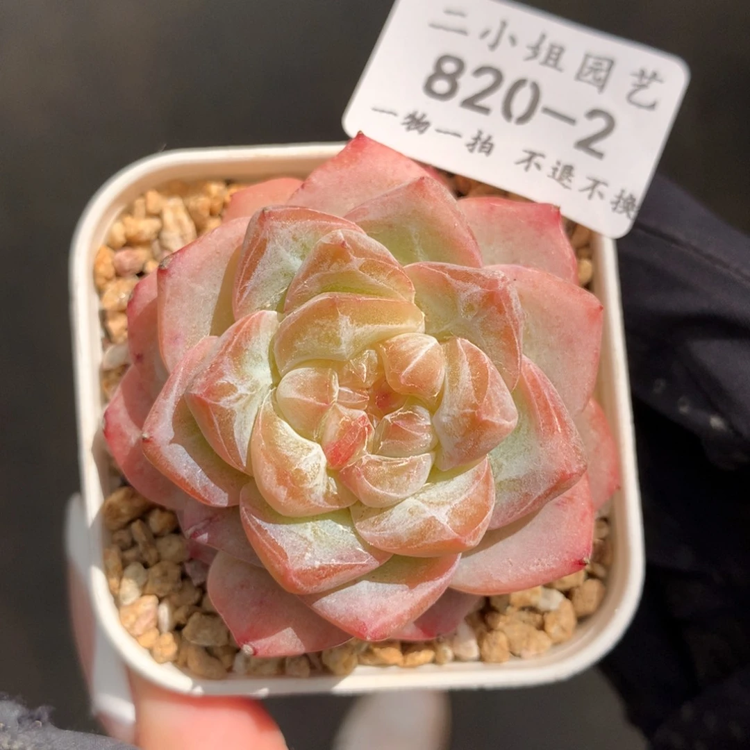 2。粉钻。石化。一物一拍5cm。