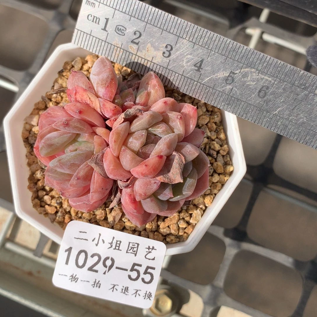 55。原始冰魄四头。带石化。