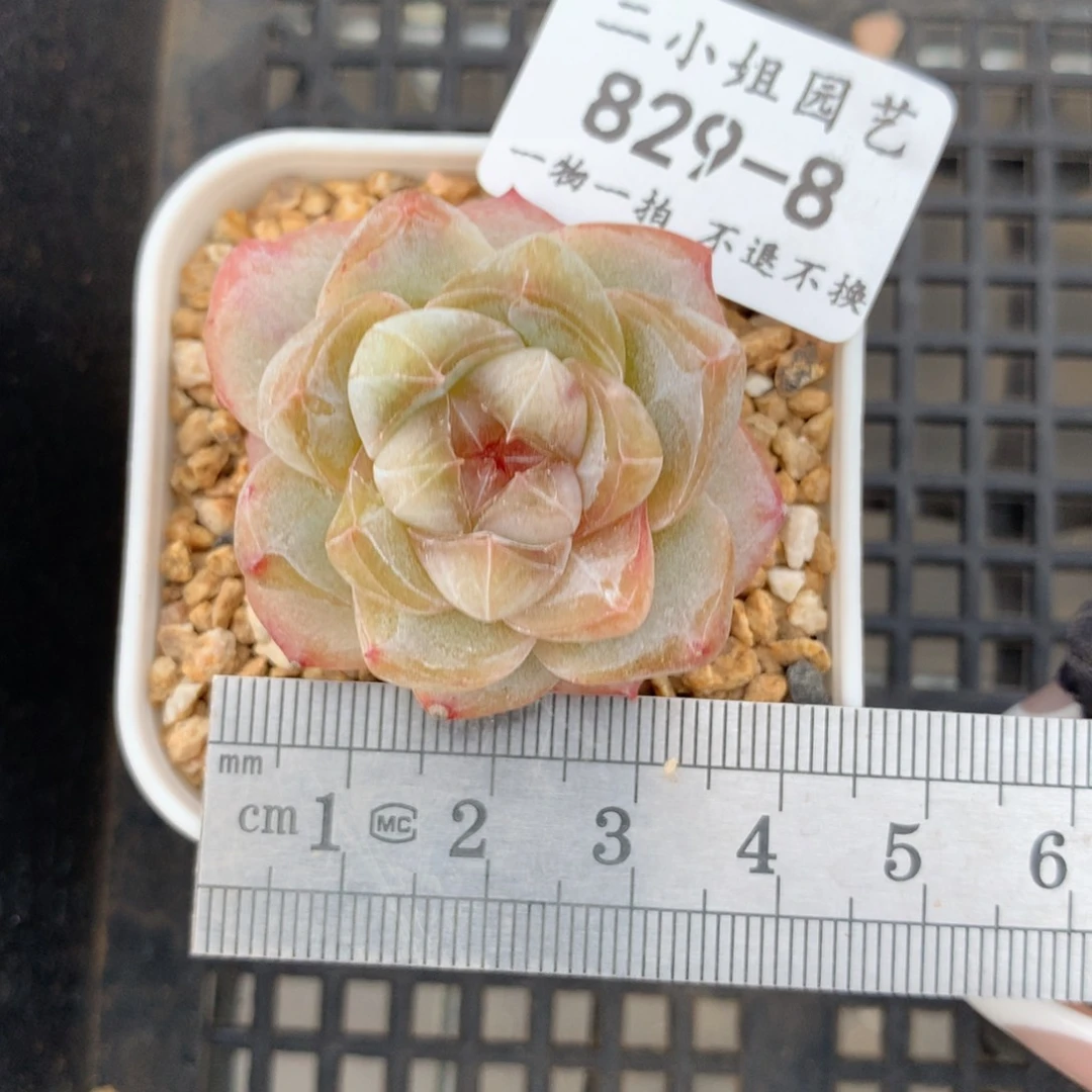 8。粉钻。非偏远满68包邮。