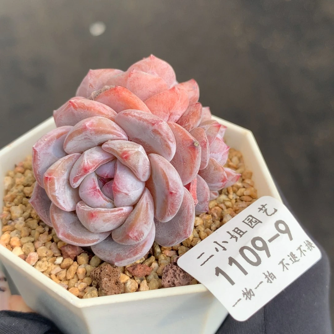 9。星影。三头老桩。