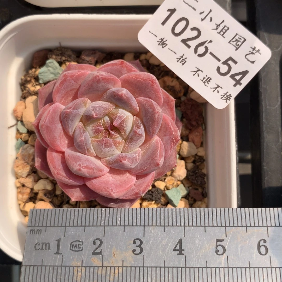 54。黄魄。宝宝。