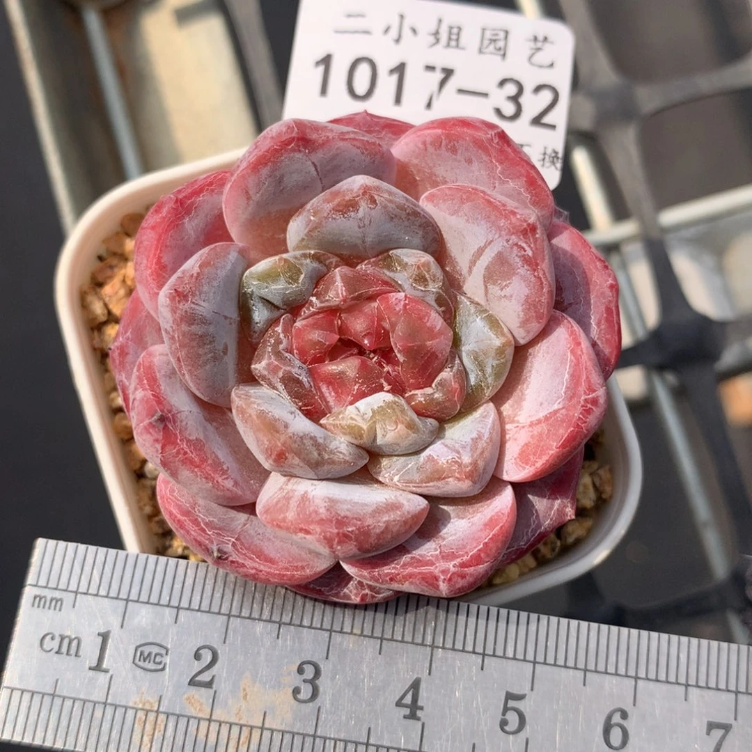 32。 灯芯琥珀。可带盆土。