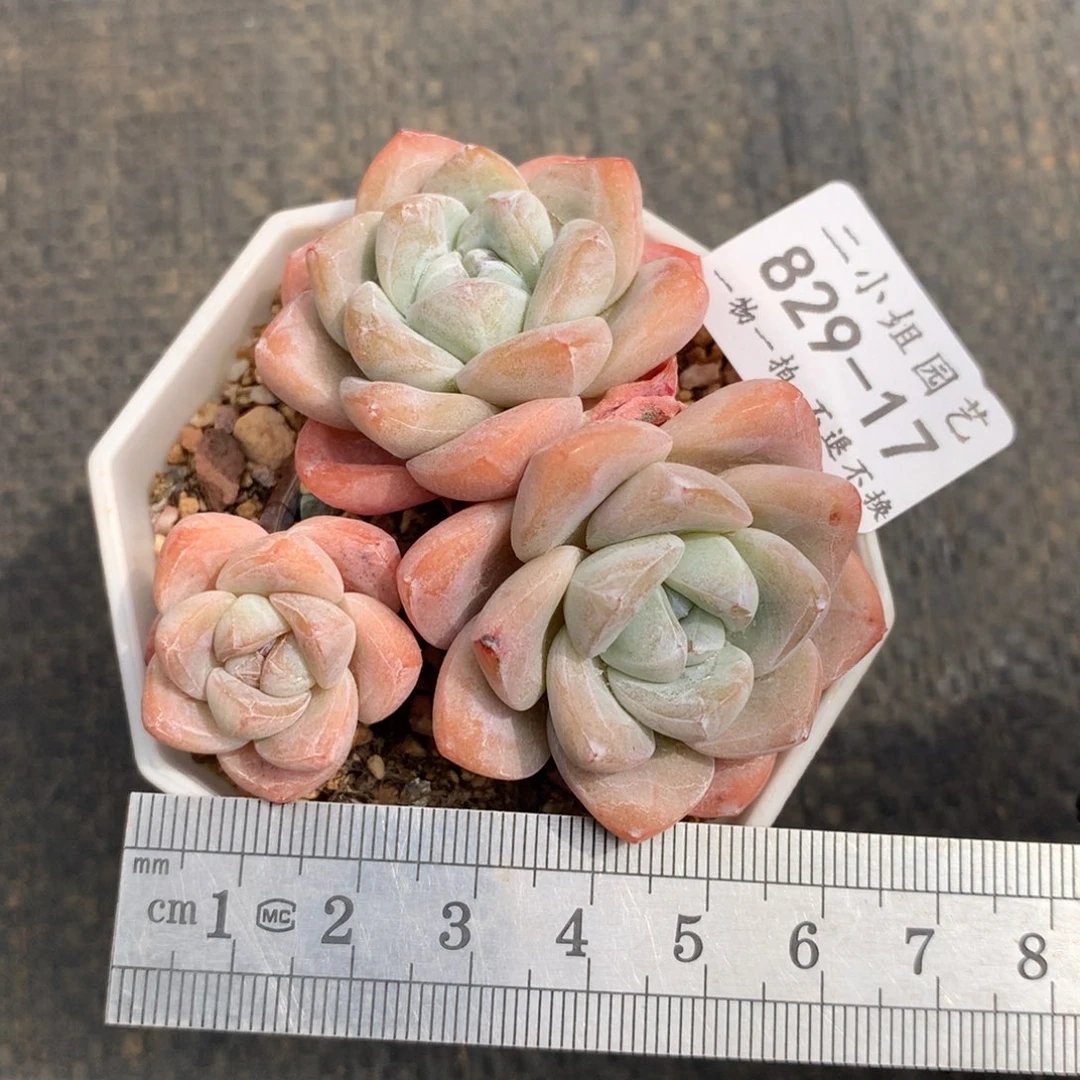 17。糖心趴地冰玉。