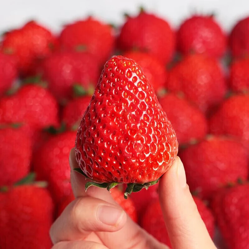 【悬空保鲜】长丰草莓新鲜红颜奶油九九甜牛奶草莓大果礼盒正宗大果