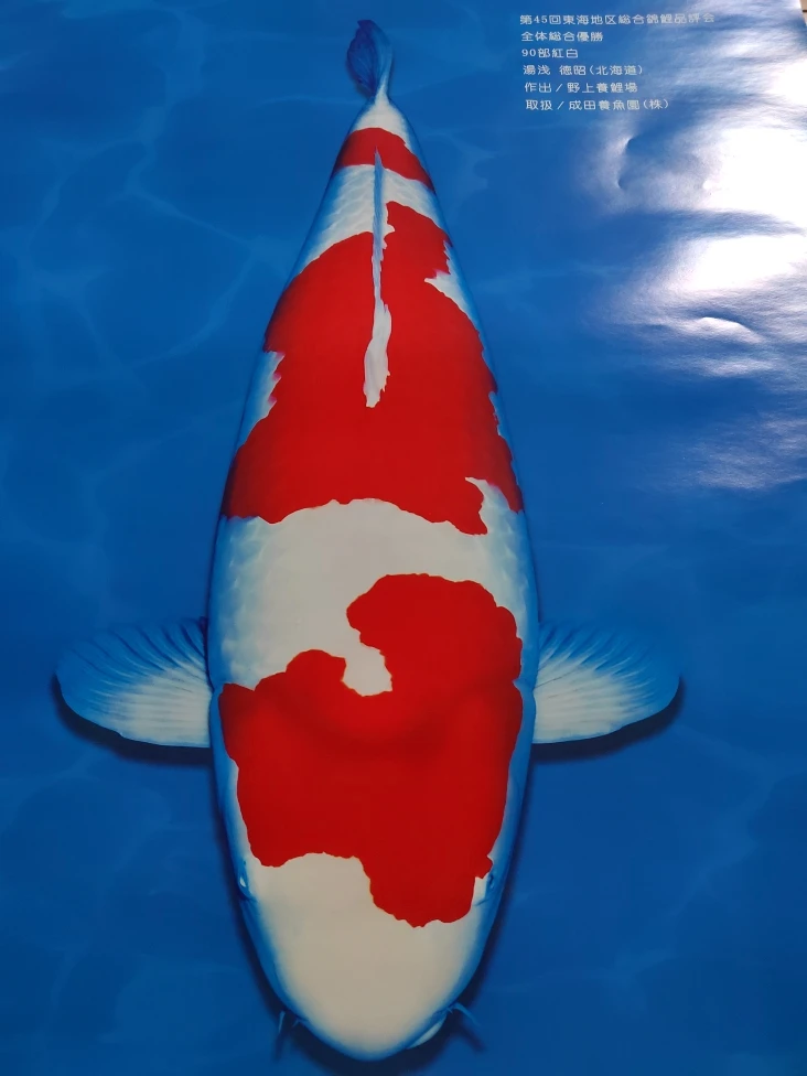 精品锦鲤批发零售