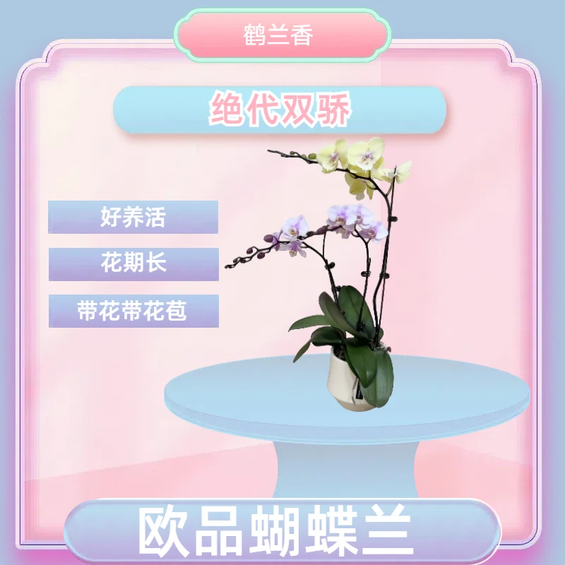 【绝代双骄】进口欧品蝴蝶兰 双色艺术拼盆 室内精品观赏花卉盆栽