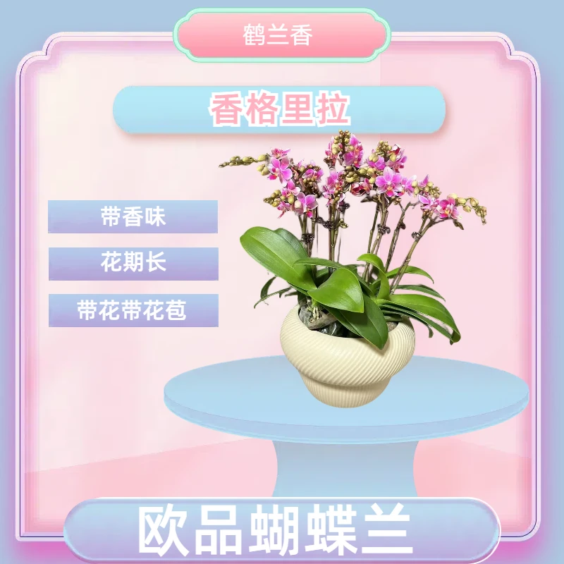 【香格里拉】进口欧品蝴蝶兰 粉紫色带香味 室内精品观赏花卉组盆