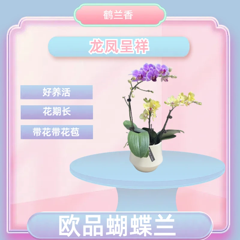 【龙凤呈祥】进口欧品蝴蝶兰 双色艺术拼盆 室内精品观赏花卉 真花