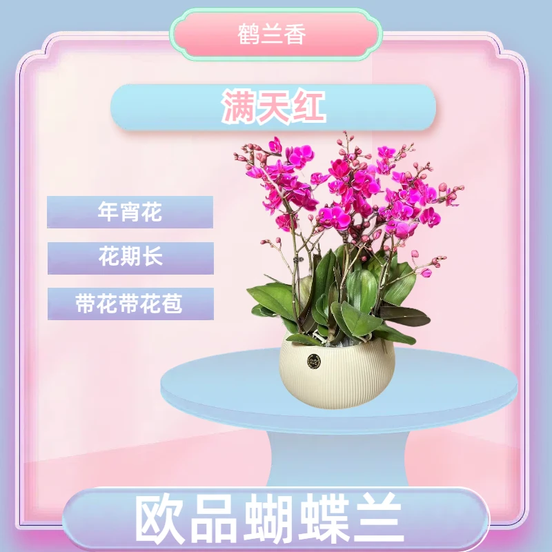 【满天红】进口欧品蝴蝶兰粉紫色花瓣室内精品观赏花卉组盆 带花