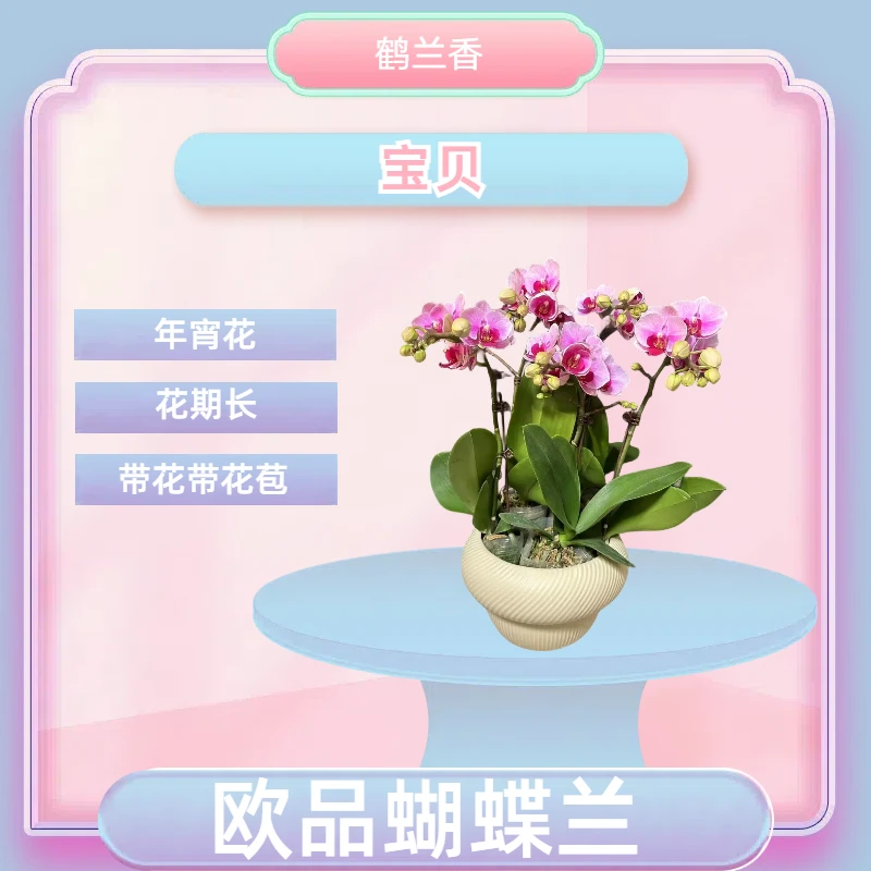 【宝贝】进口欧品蝴蝶兰 粉色年宵花 室内精品观赏花卉组盆 真花