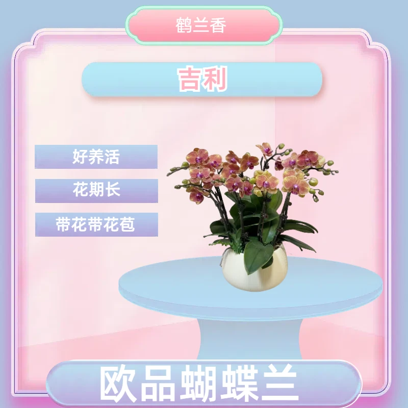 【吉利】进口欧品蝴蝶兰 黄色带香味 室内精品观赏花卉组盆真花带盆