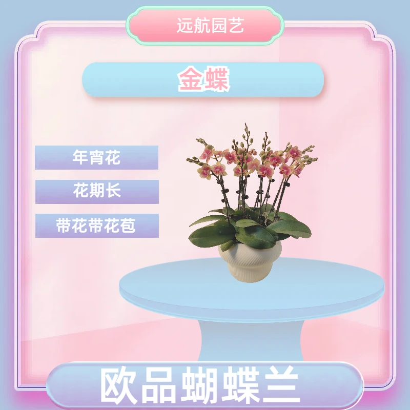 【金蝶】进口欧品蝴蝶兰 年宵花 室内精品观赏花卉组盆 半花半苞