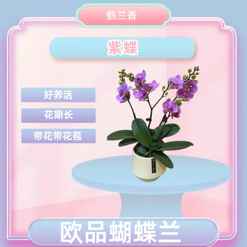 【紫蝶】进口欧品蝴蝶兰 紫色年宵花 室内精品观赏花卉组 真花