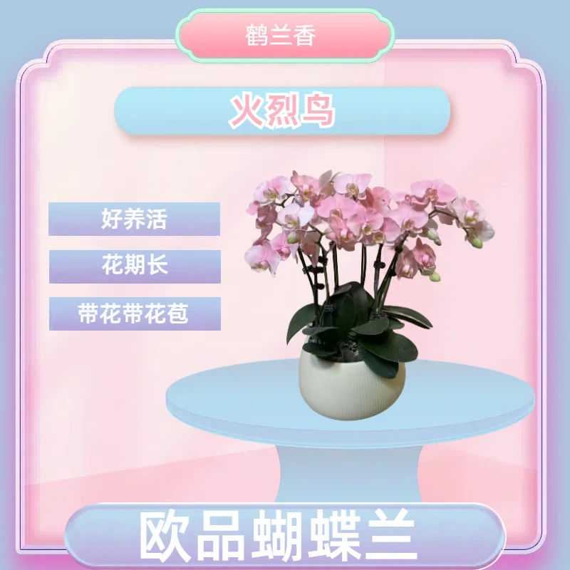 【火烈鸟】进口欧品蝴蝶兰 白粉渐变色特殊款 室内精品观赏花卉组