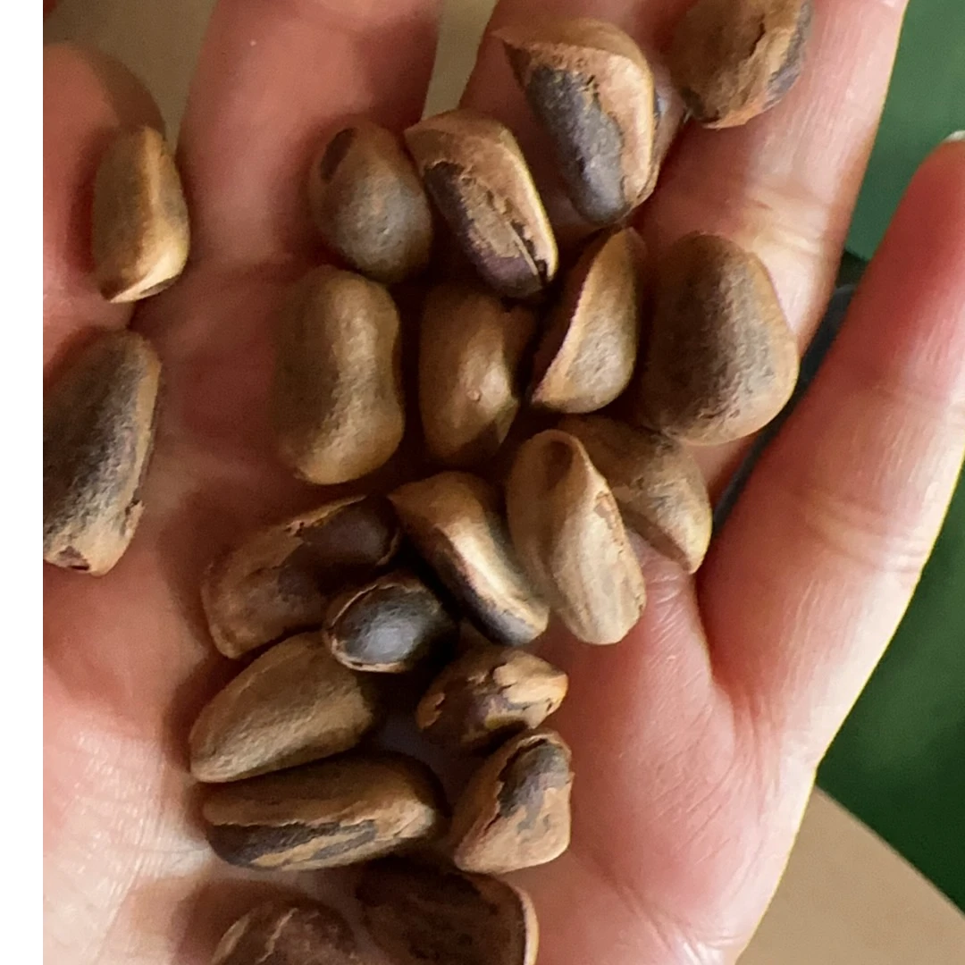 长白山野生开口2024年新货850粒大粒开口松子