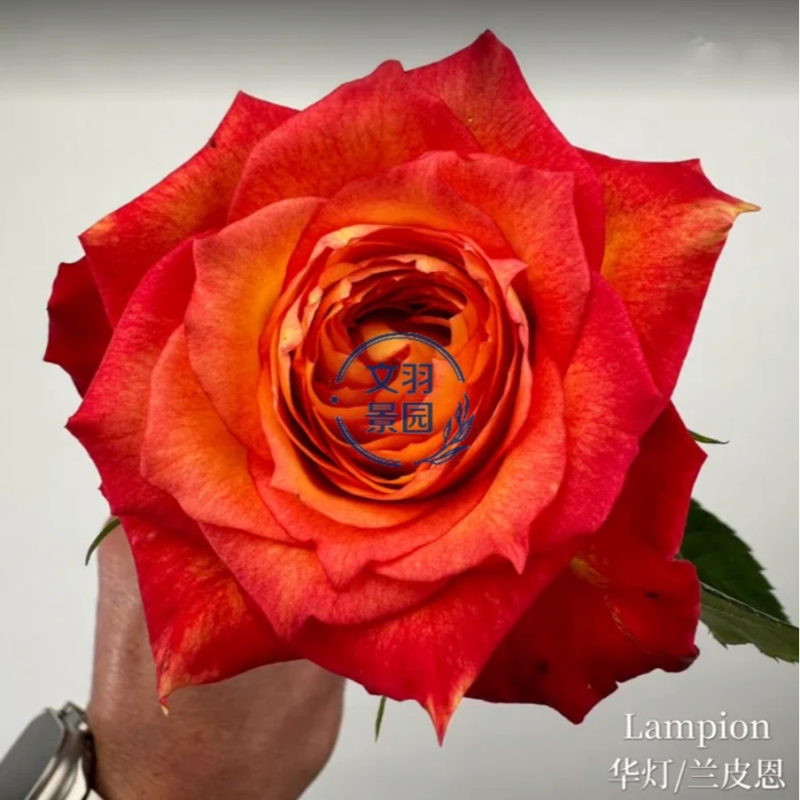 文羽景园【华灯/兰皮恩】切花月季多季节重复开花