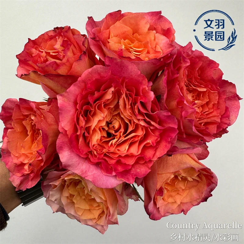 文羽景园【乡村水精灵/水彩画】切花月季，多季节重复开花