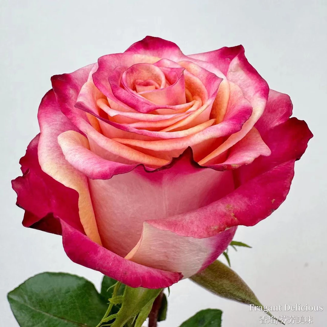 文羽景园【芬芳美味/香焰】切花月季多季节重复开花