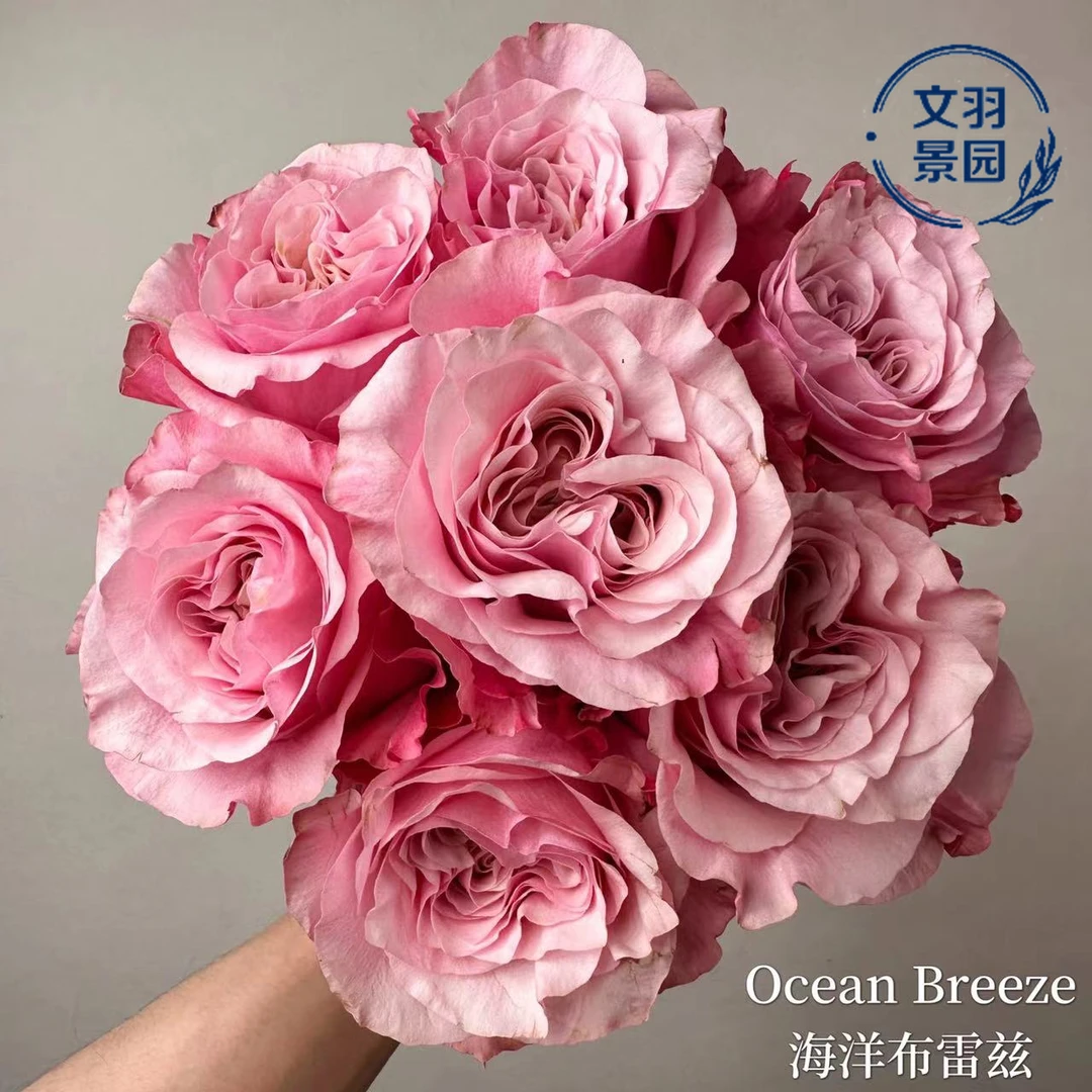 文羽景园【海洋布蕾兹】切花月季，多季节重复开花，花苞大花大
