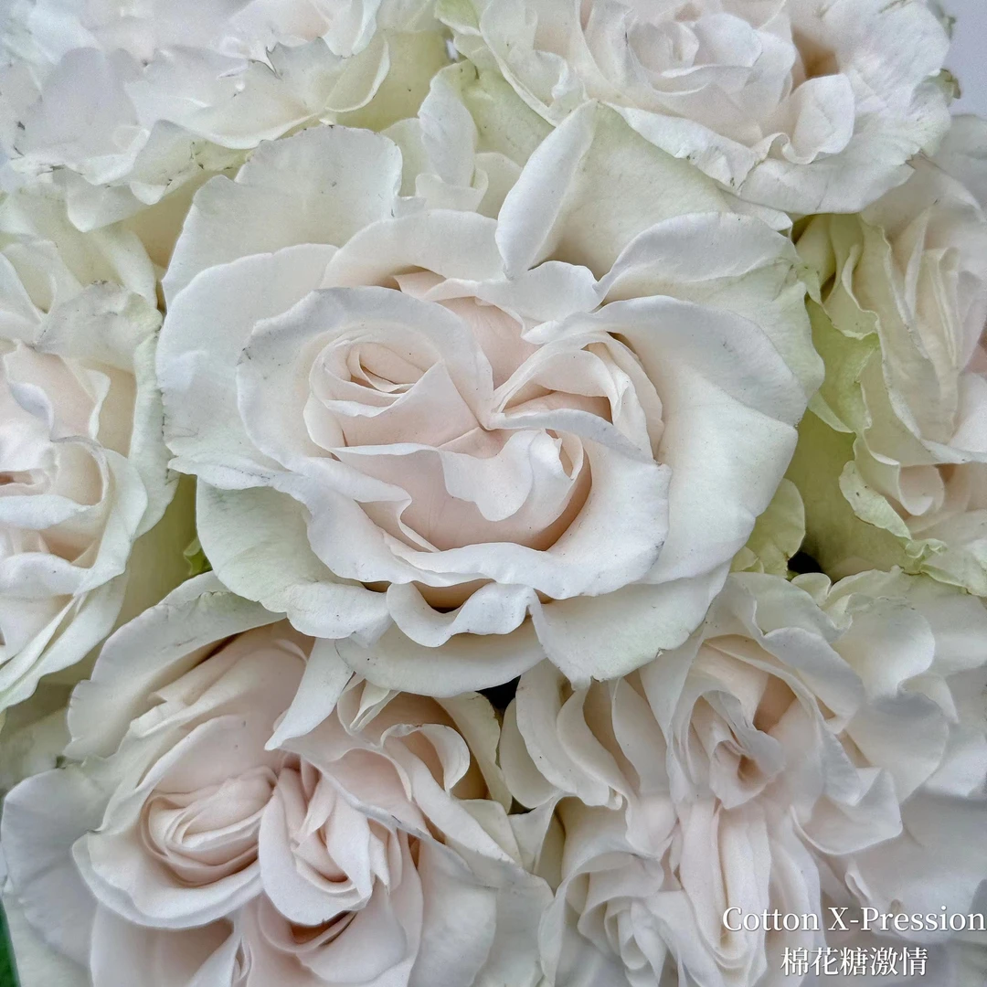 文羽景园【棉花糖激情】切花月季多季节重复开花