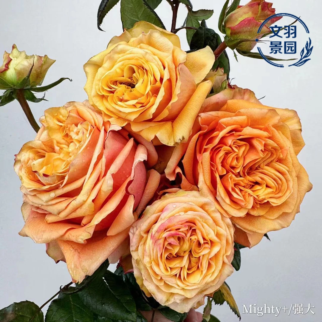文羽景园【强大】切花月季，抗病性强，花朵大花型大