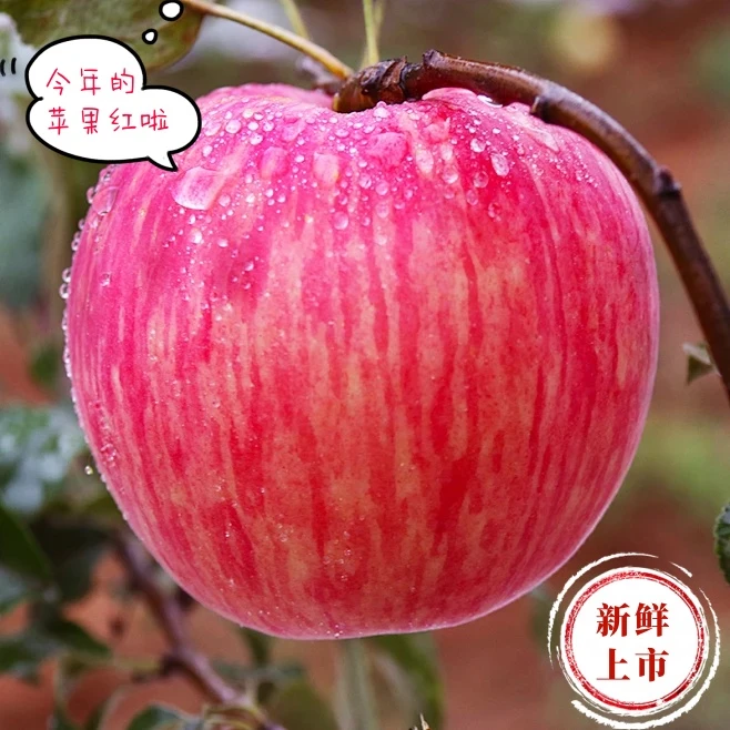 2025陕西新鲜红富士苹果脆甜多汁新鲜当季水果果味浓郁净重5/10斤