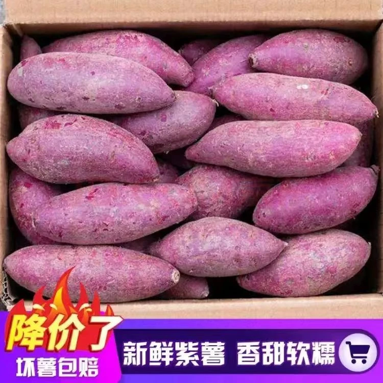 【抢购中】新鲜紫罗兰紫薯1-10斤番薯地瓜山芋蜜薯烟薯蔬菜水果健康