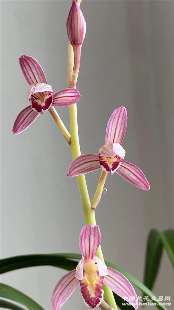 建兰，桃娇老种易开花，兰花