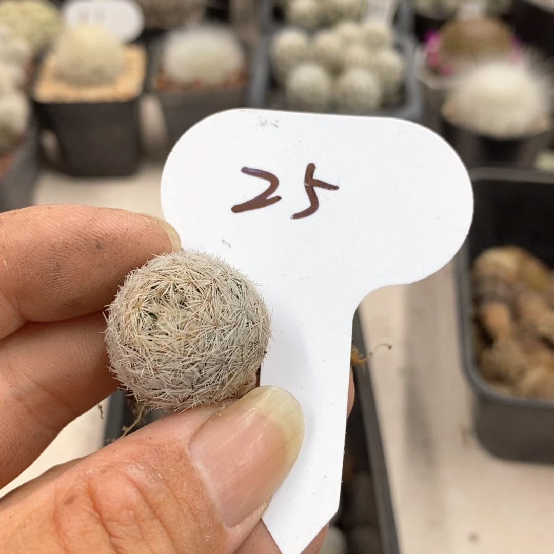 实生松球属随机一颗，25