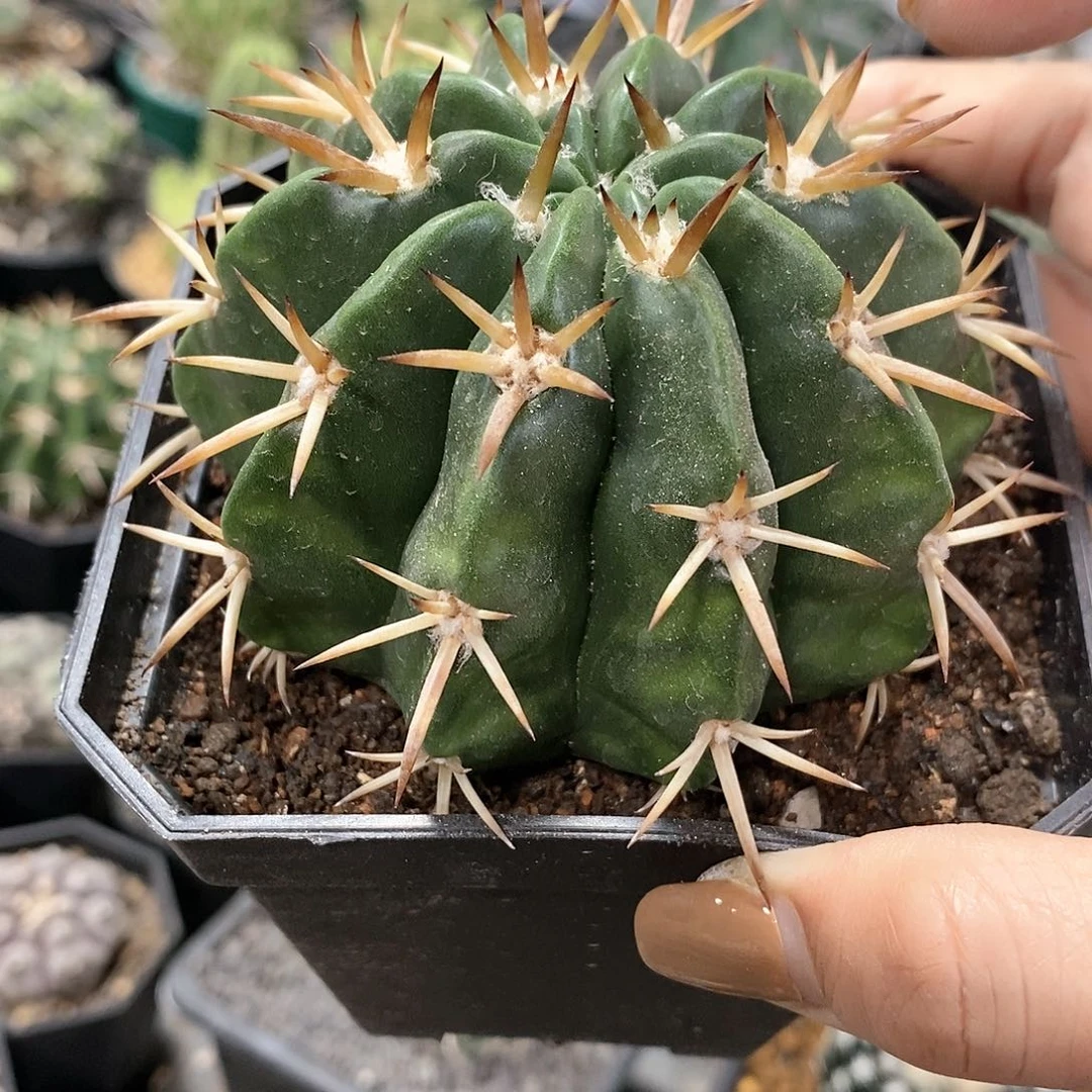 俺*实生华云仙人球