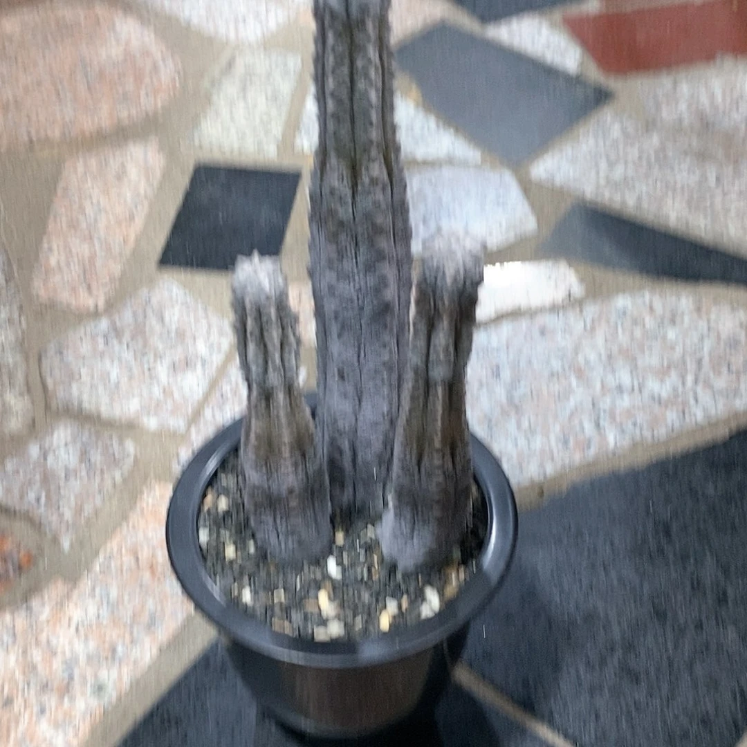 无****朗雅迪麒麟群仙人球