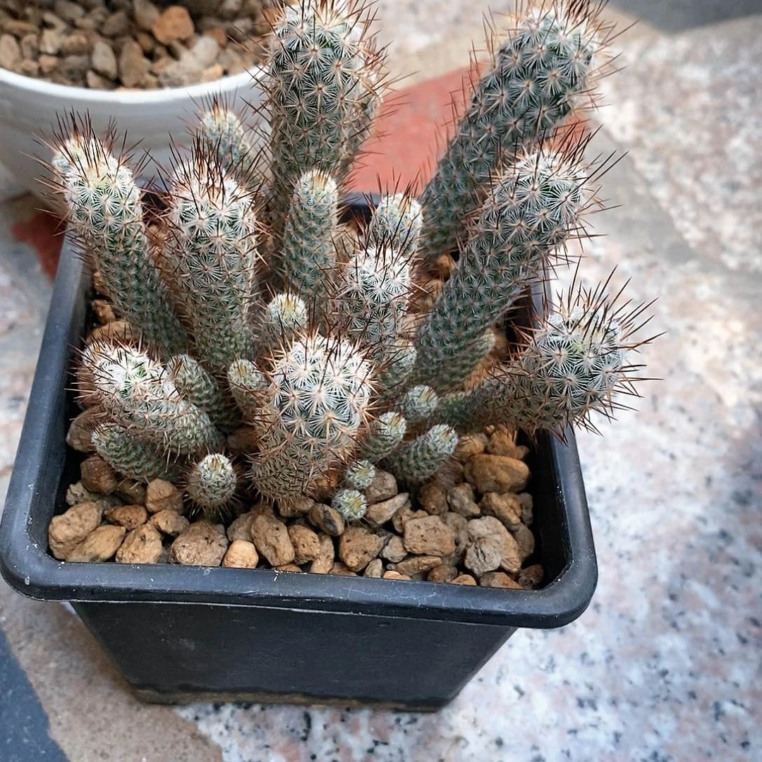 瞧****~姬大和锦仙人球