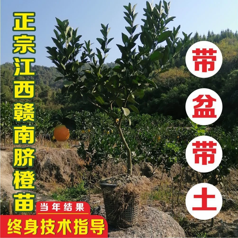 赣南脐橙大苗  2年苗  3年苗  4年苗  带盆带土球15-20斤
