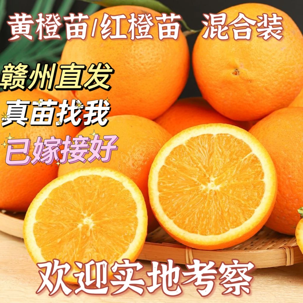 正宗赣南脐橙苗混搭款纽荷尔卡拉血橙苗江西特产