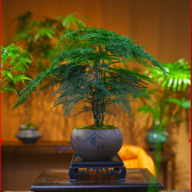 禅意舍得文竹盆栽植物室内花卉盆景客厅办公室桌好养云竹四季常青