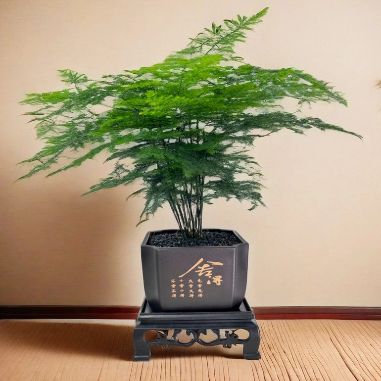 花草季禅意文竹生长绿植办公室桌面摆件盆栽优雅美观寓意禅意好养