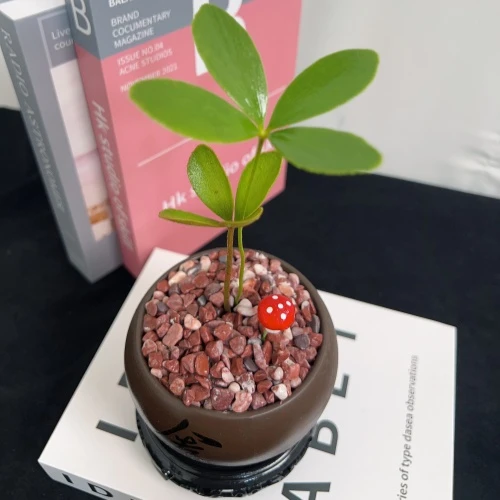 四叶草墨西哥铁自然创意桌面绿植微景观茶室绿植办公桌绿植小盆栽