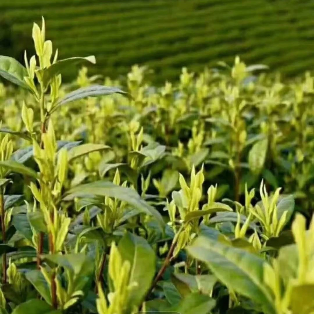 佳瑶绿叶A3安吉原产地2024年新茶兰花香中期白茶125克-500克