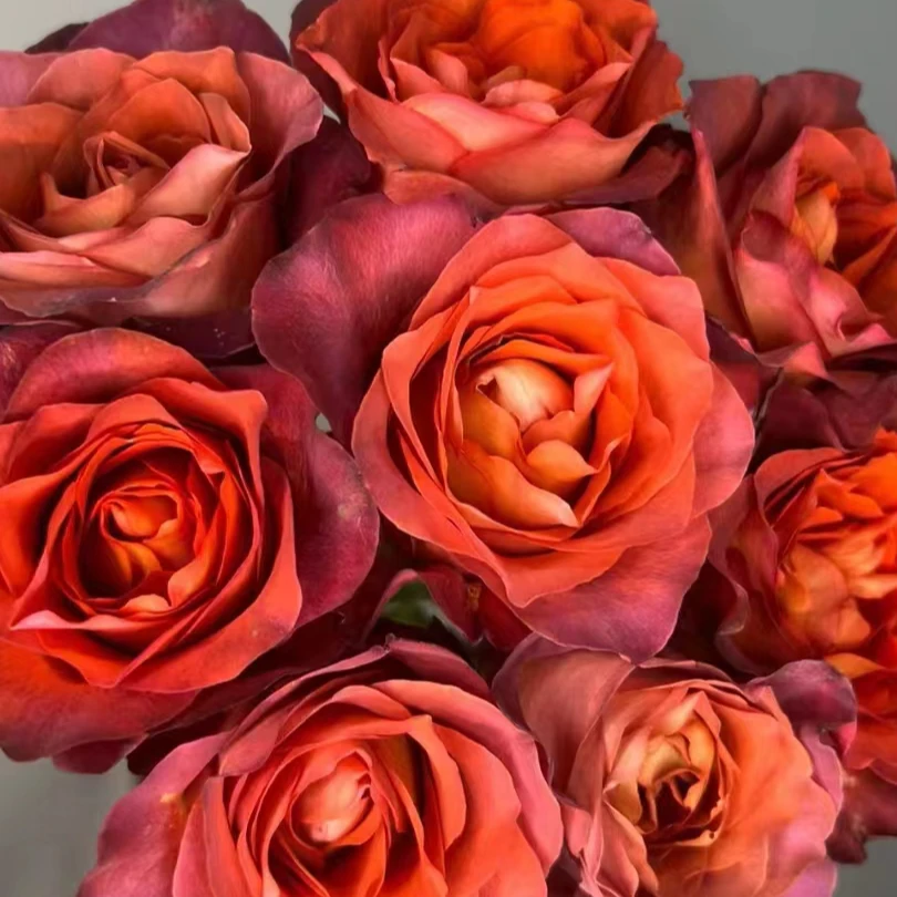 咖啡时间玫瑰10支   批发花店摆地摊直发一手货源家养水养